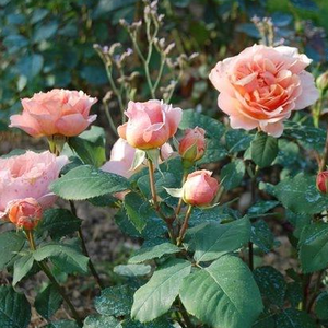 Boja breskve sa roza  - nostalgična ruža